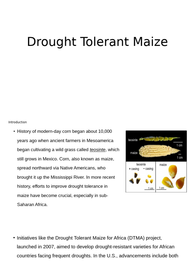 Drought Tolerant Maize - 074808 | PDF