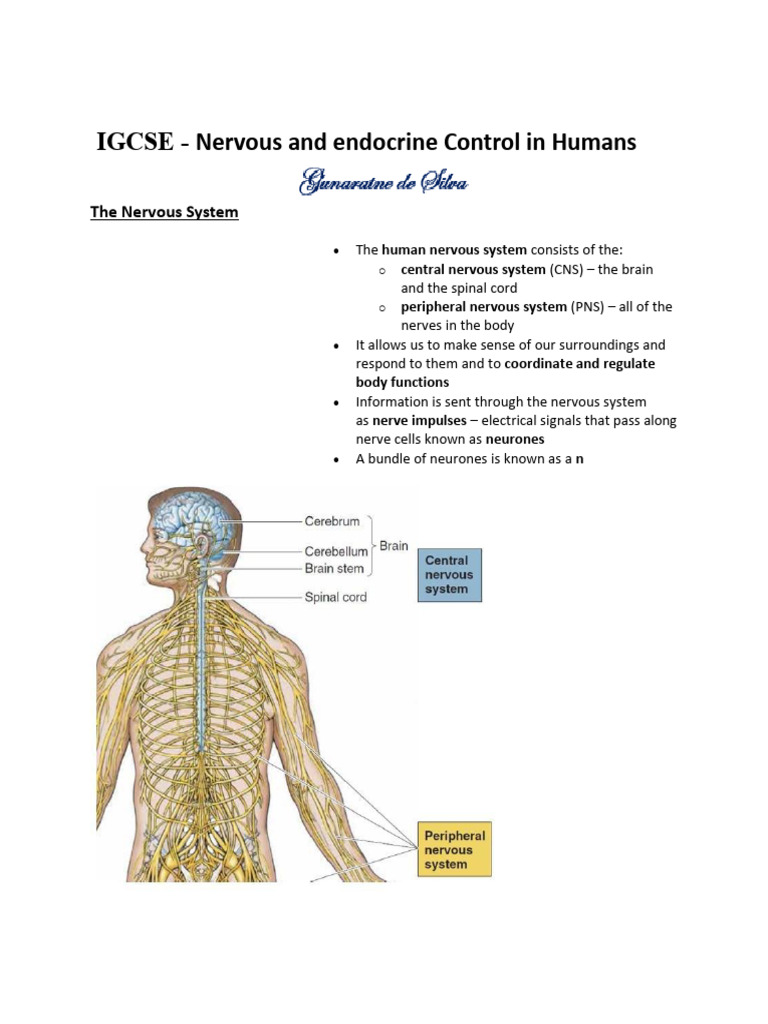 IGCSE Nervous Coordination in Humans | PDF