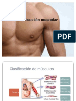 Contracción Muscular