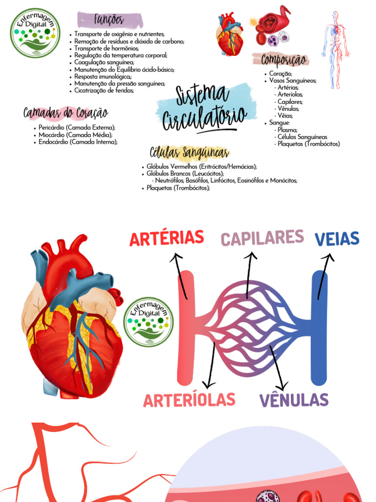 Mapa Mental Sistema Circulatório Pdf