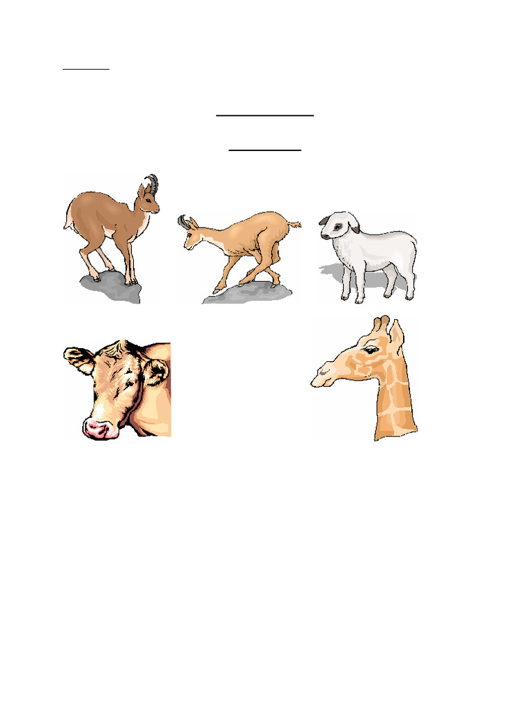 Ruminants : caractéristiques et exemples | PDF