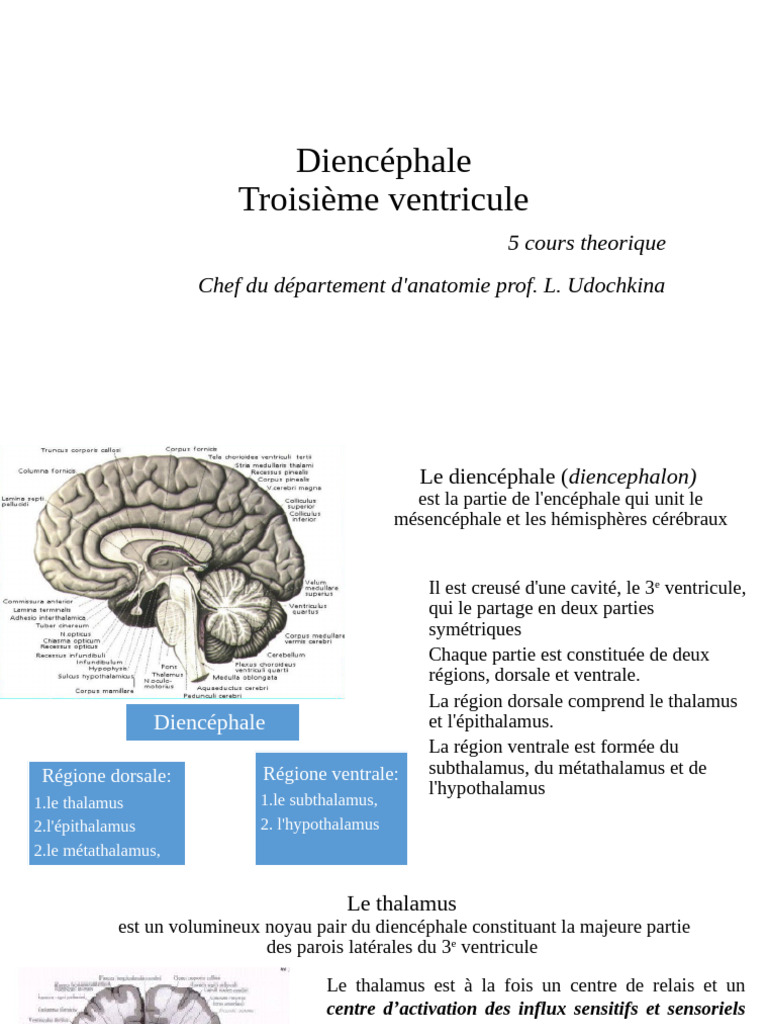 Le Diencéphale | PDF