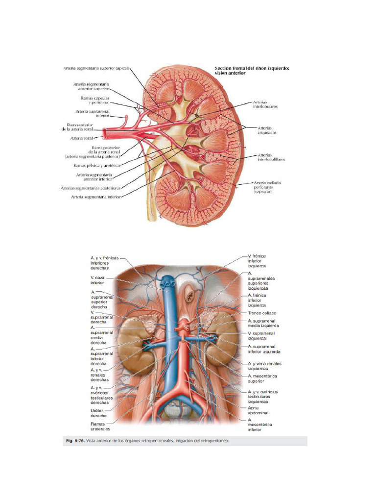 Imágenes de Venas, Arterias y Nervios de Riñón, Uréteres y Vejiga | PDF