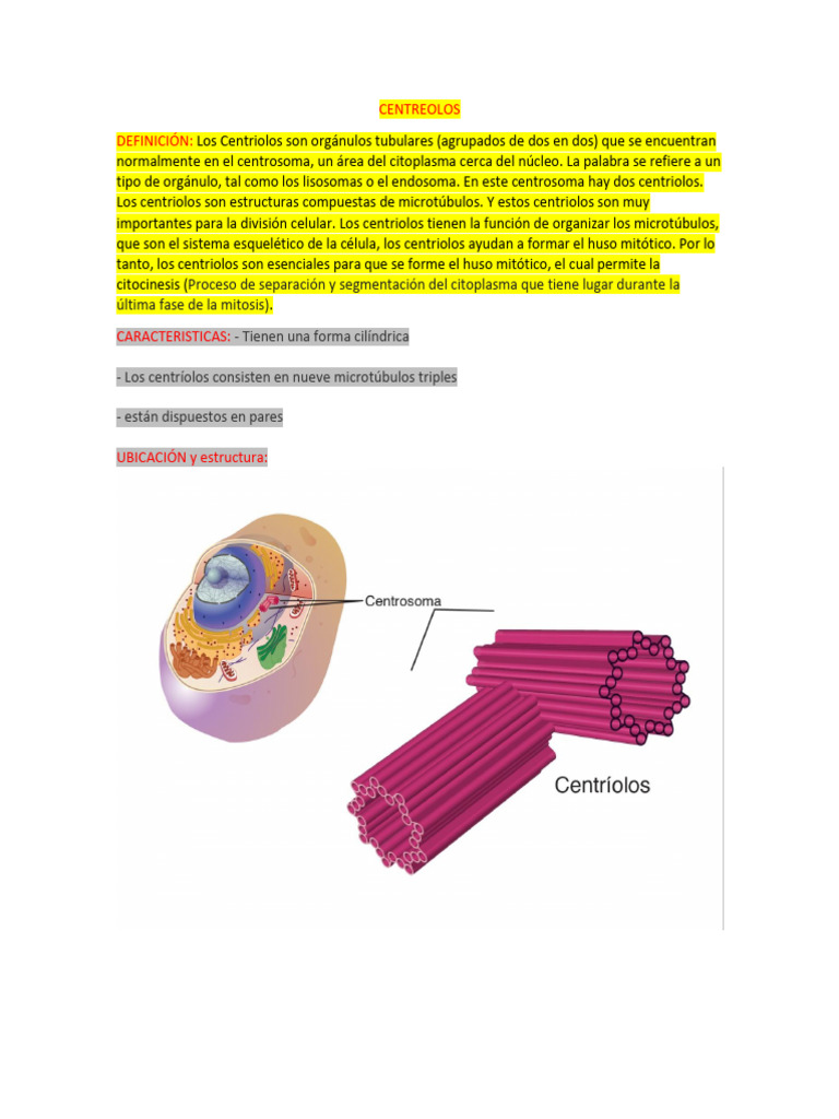 Centriolos: Función y Relevancia Celular | PDF | Mitosis | Biología ...