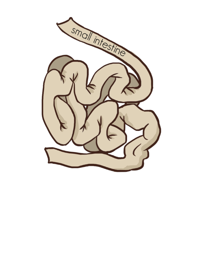 Free Printable Life Size Organs Removed PDF