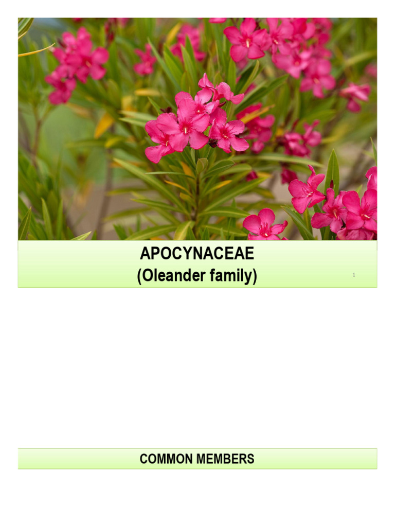Apocynaceae | PDF