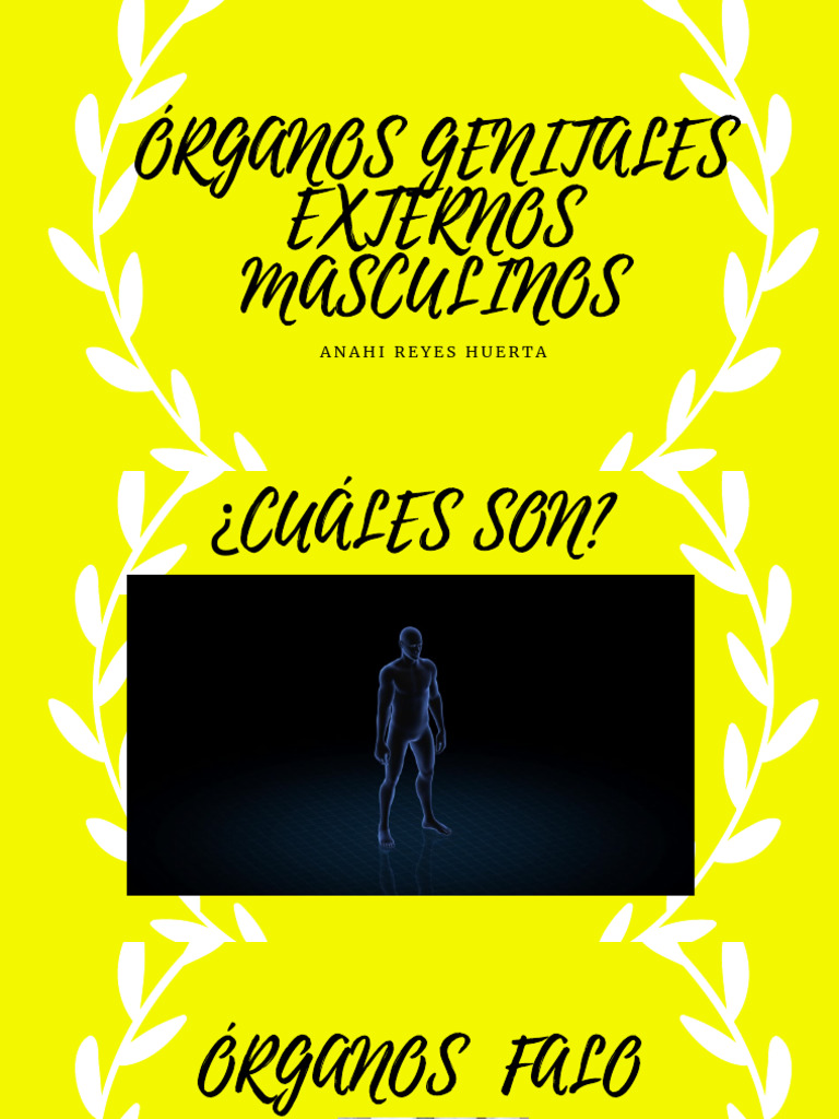 Órganos Genitales Externos Masculinos | PDF