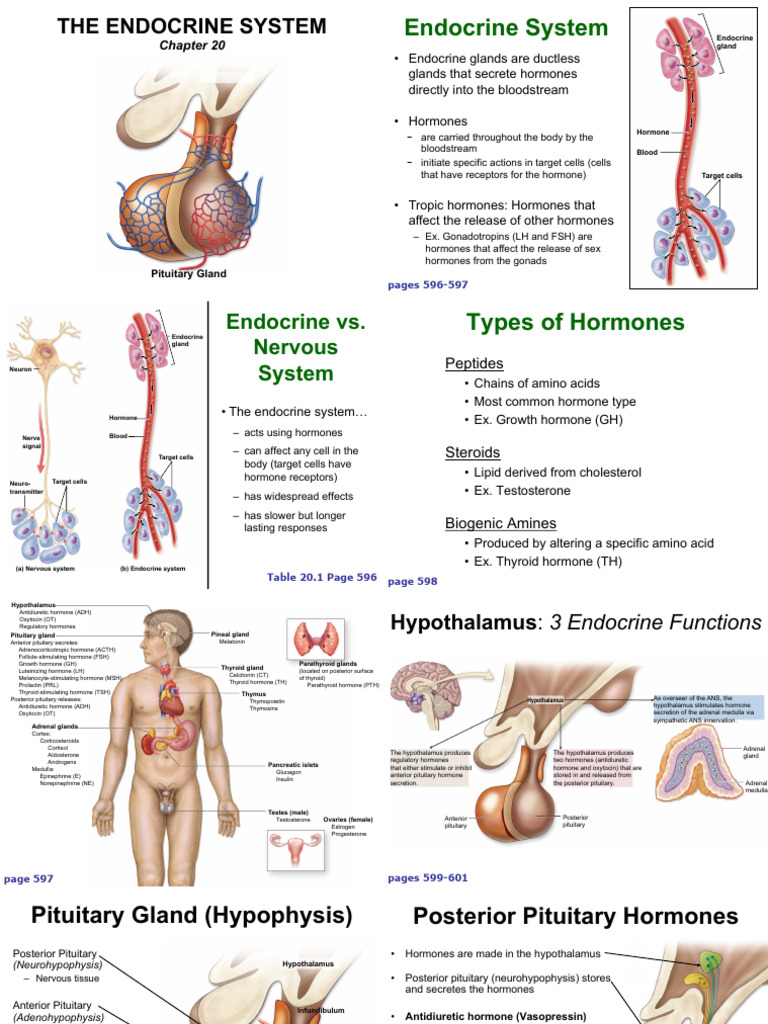 Endocrine System | PDF
