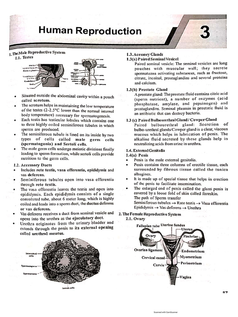 Human Reproduction Notes2 | PDF