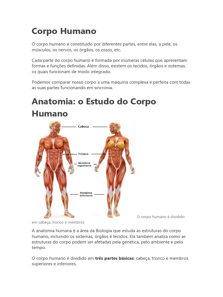 Material de Estudo - Corpo Humano | PDF