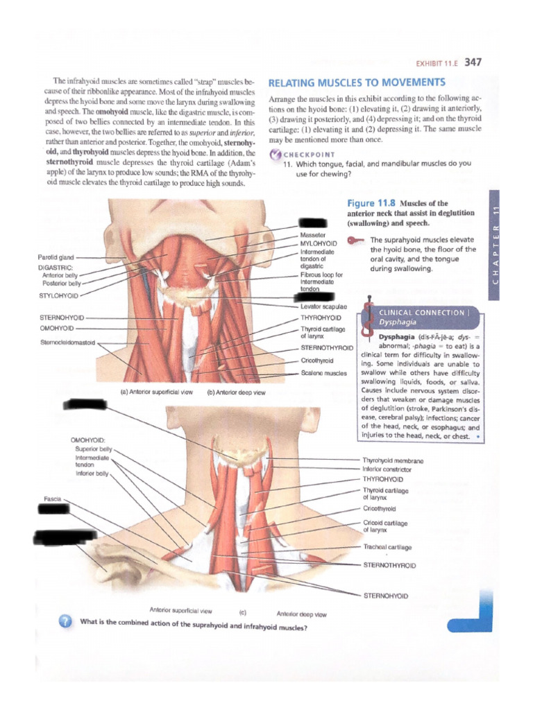The Infrahyoid Muscles Are Sometimes Called Strap Muscles Be | PDF