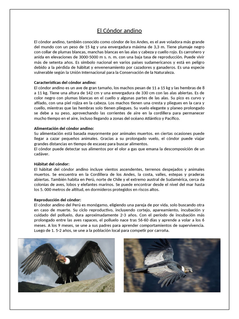 El Cóndor Andino Tarea de Ccss | PDF