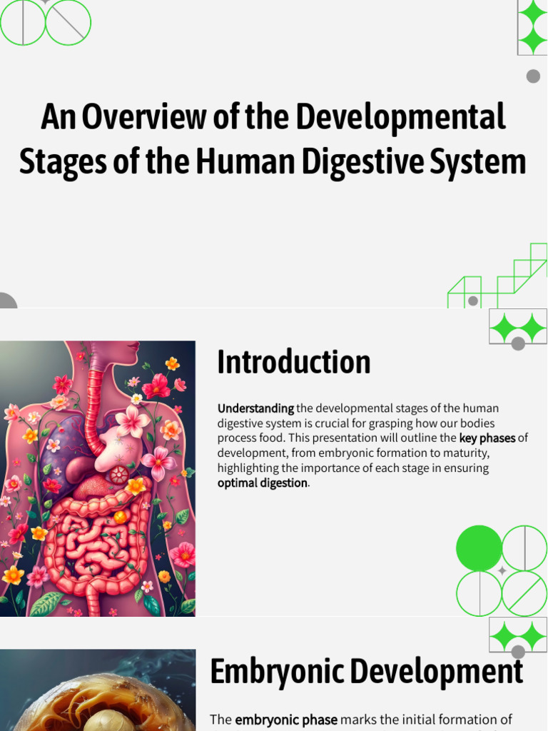 Slidesgo An Overview of The Developmental Stages of The Human Digestive ...