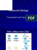 Transcription and Translation