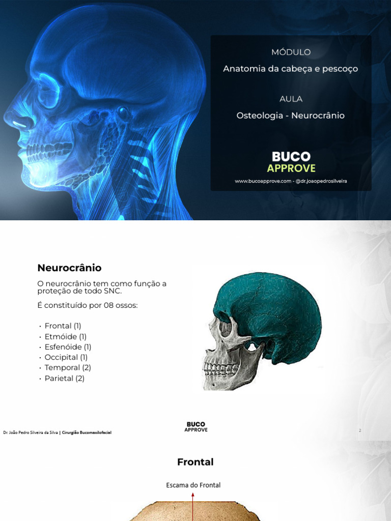 Anatomia Cabeça Pescoço Neurocrânio Pdf