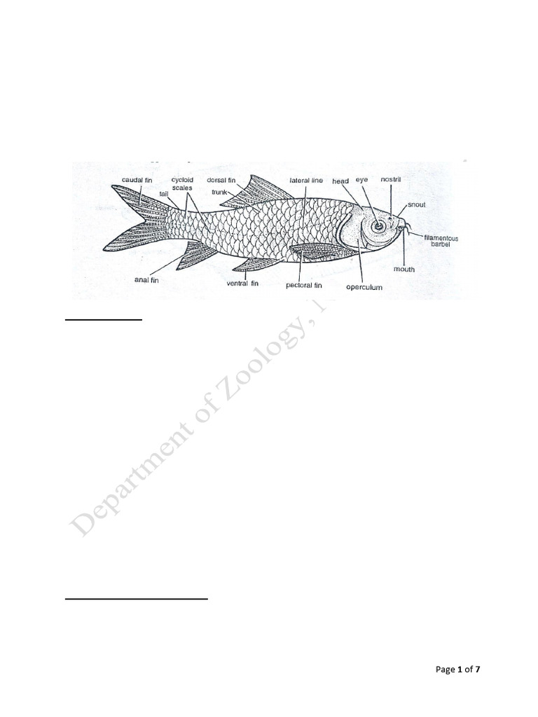 Class Pisces | PDF