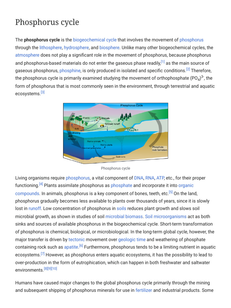 Phosphorus Cycle Overview | PDF | Eutrophication | Social Science