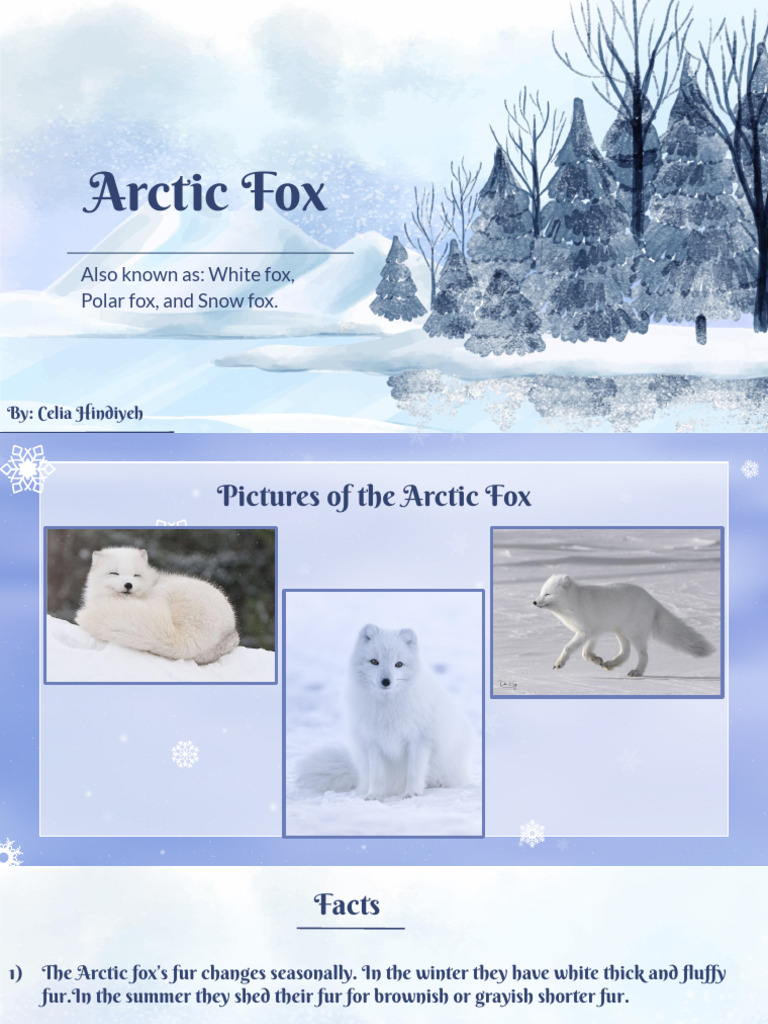 Arctic Fox | PDF