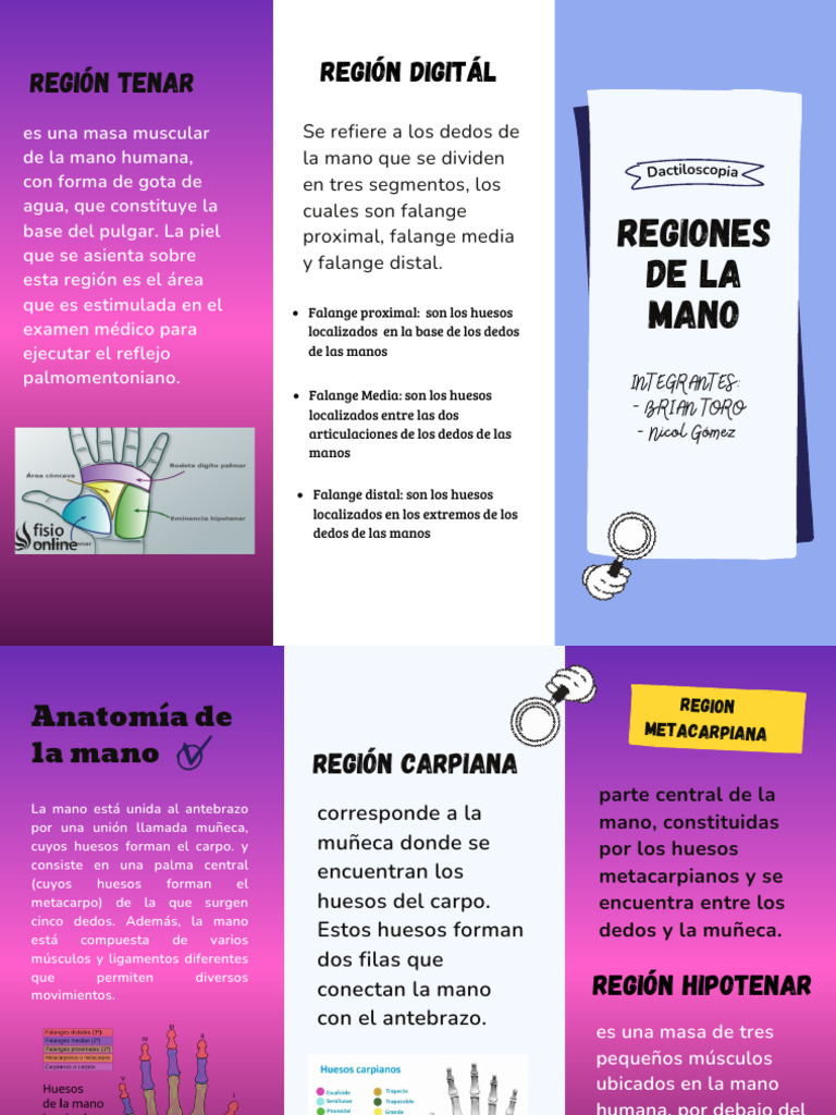 Regiones de La Mano Folleto | PDF