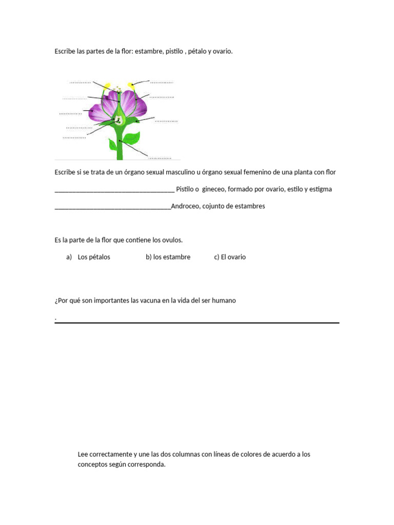 Escribe Las Partes de La Flor | PDF | Flores | Salud y bienestar