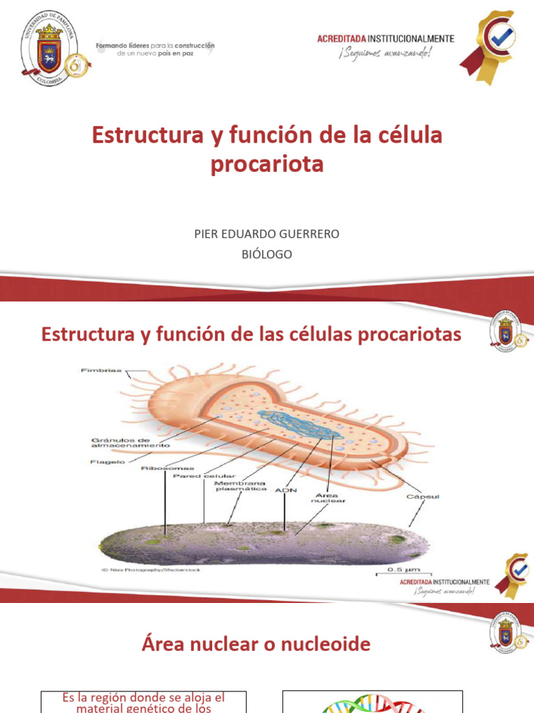 Estructura y Función de Las Células Procariotas | PDF