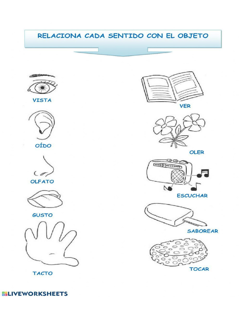 5 Sentidos Pdf