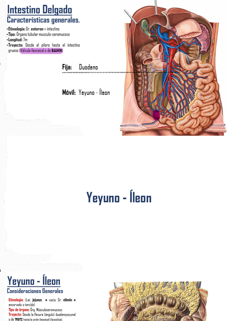 Yeyuno e Ileon - Intestino Grueso | PDF