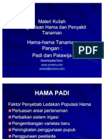 Padi Palawija