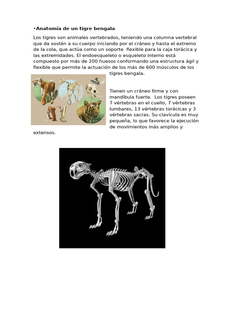 Anatomía y Fisiología Tigre Bengala | PDF