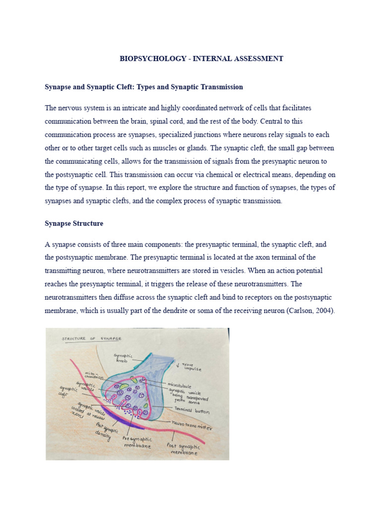 Synaptic Transmission | PDF