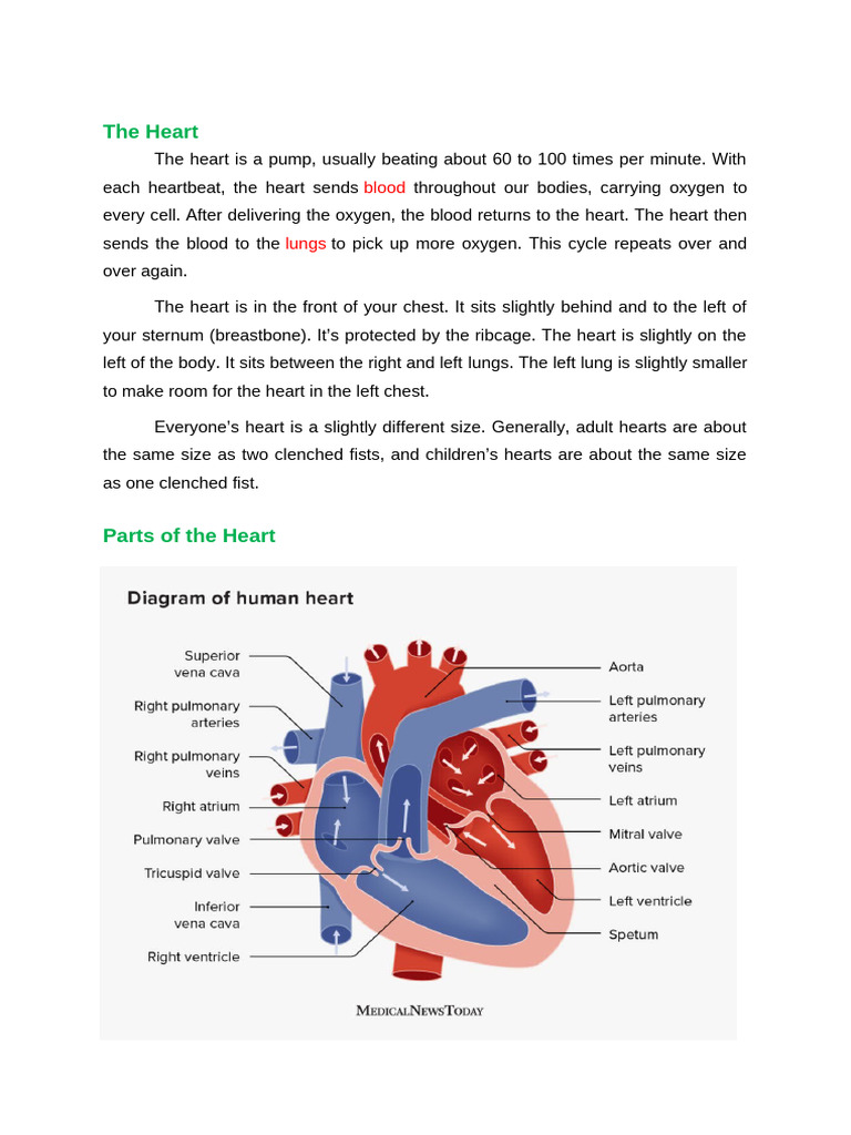 UNDERSTANDING THE CARDIOVASCULAR SYSTEM FOR DUMMIES visual data 2