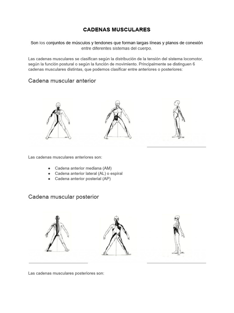 cadenas-musculares-pdf