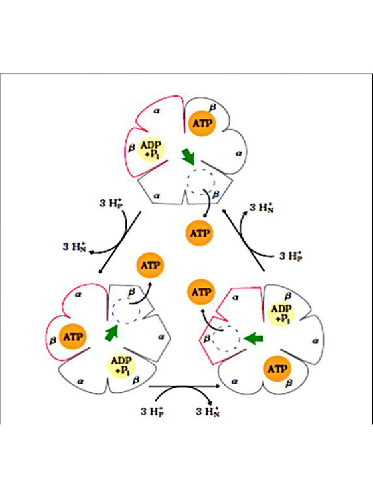Atp | PDF