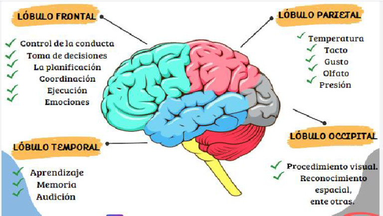 Lobulos | PDF