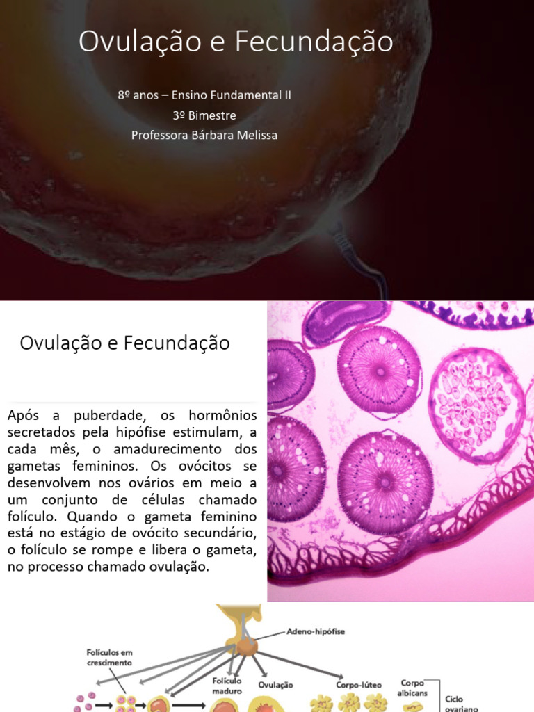 Ovulação e Fecundação | PDF