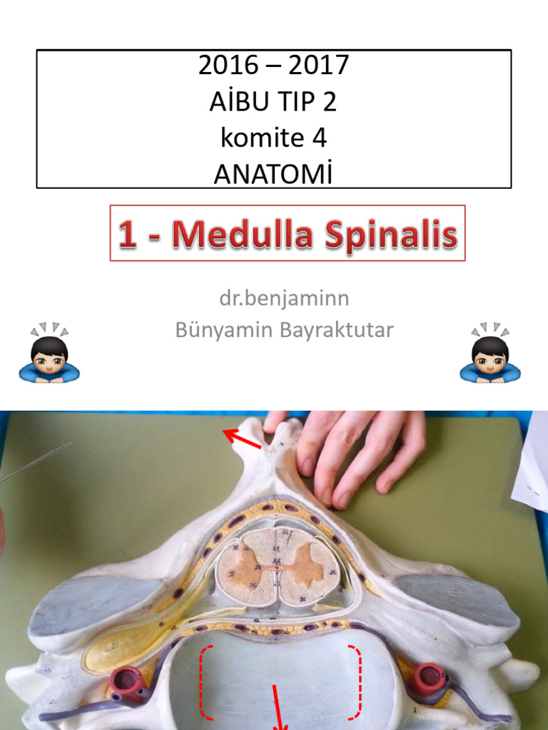1medulla Spinalis | PDF