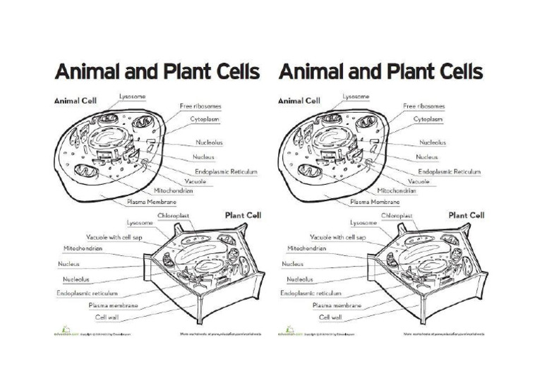 Cell | PDF