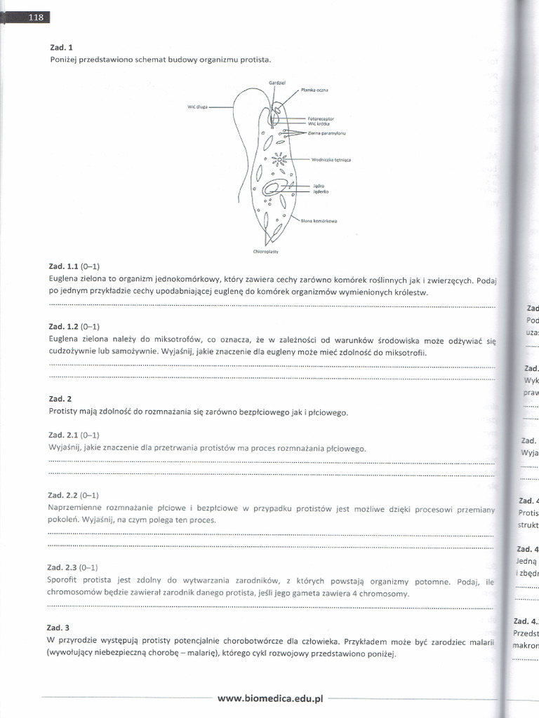 Protisty | PDF