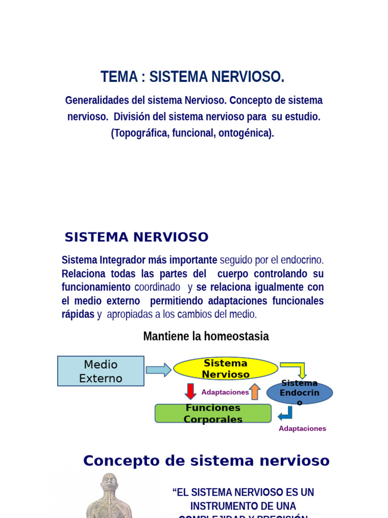 Clase Sistema Nervioso | PDF | Sistema nervioso | Cerebro