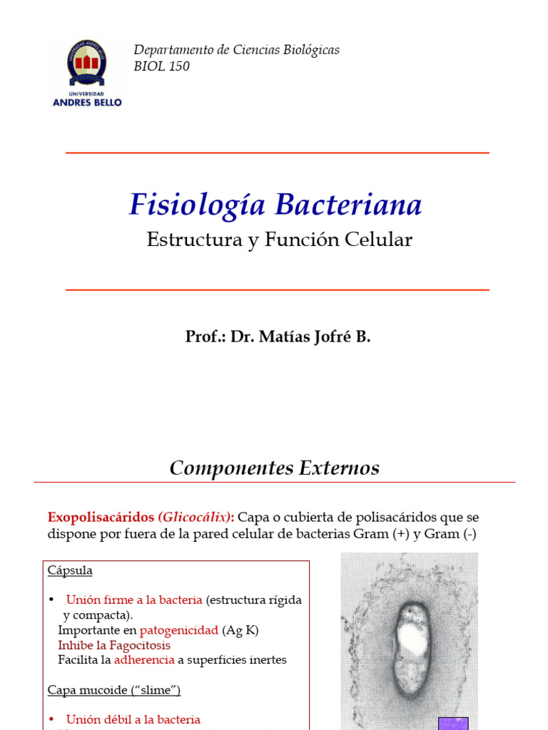 Estructura Celular Bacteriana | PDF | Bacterias Gram-negativo | Las ...