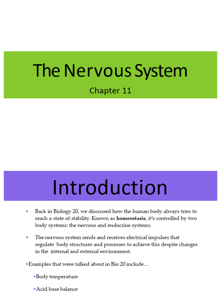 Understanding the Nervous System Functions | PDF | Chemical Synapse ...