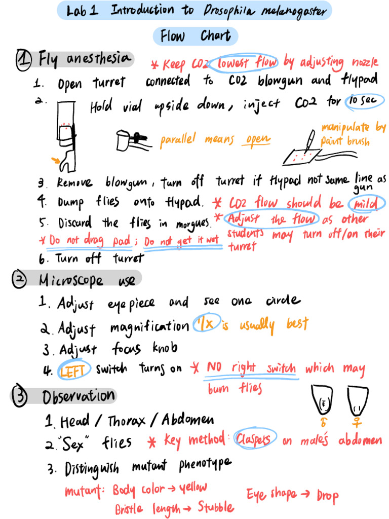 FLowchart 11 | PDF