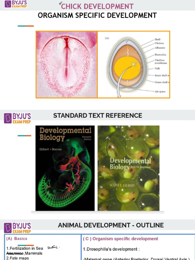 Animal Development | PDF