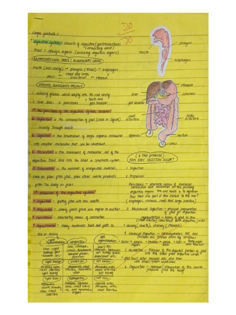 Gall Bladder 2 | PDF