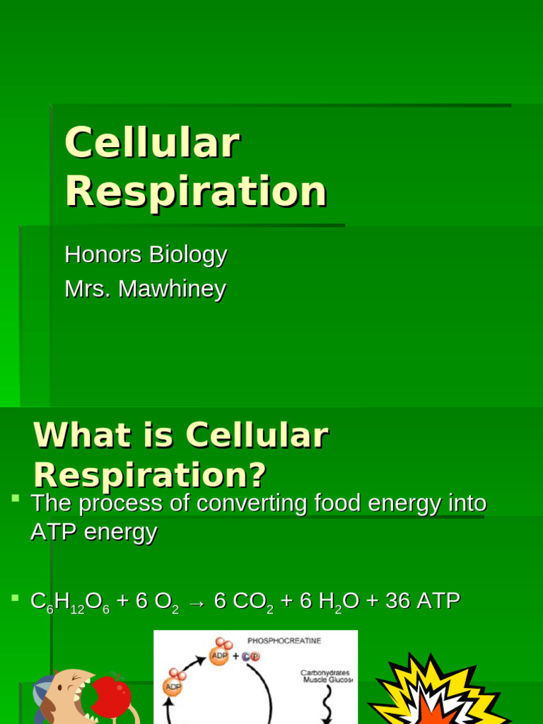 Powering The Cell-Cellular Respiration | PDF