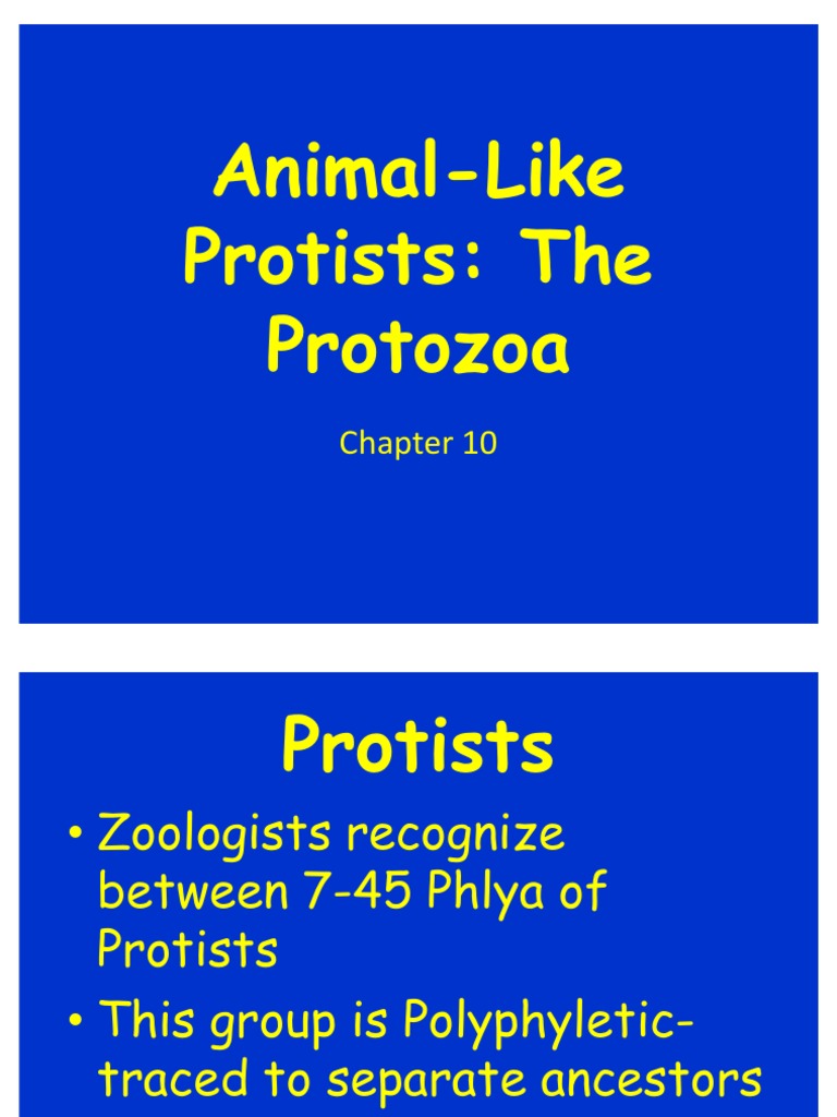 Zoology Ch 8 Animal Like Pro Tists Protozoa Plasmodium