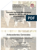 vacas postparto2