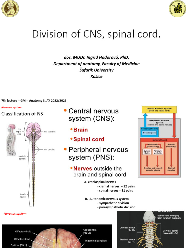 07 Division Cns Spinal Cord 2345045s | PDF