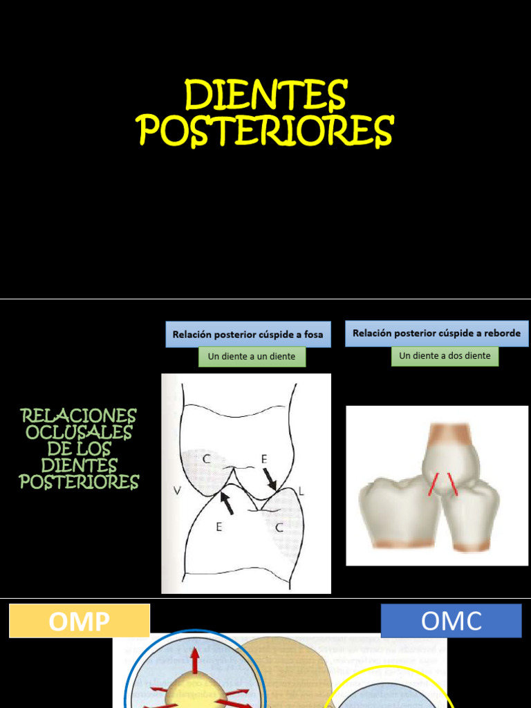 Clase Dimension Vertical | PDF | Odontología | Estudios de idiomas ...