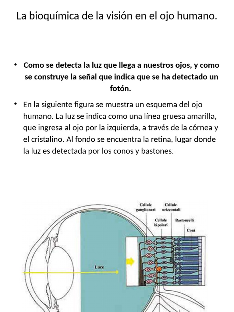 Bioquimica Dela Vision | PDF